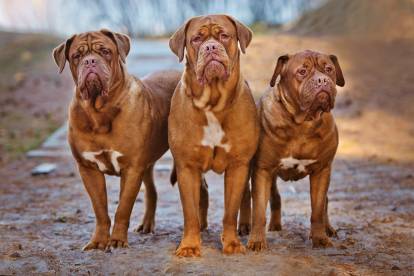 Le Dogue de Bordeaux est prédisposé à la CMD