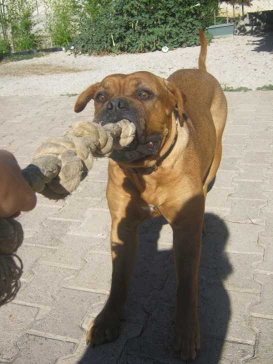 Gaya au mordant ( 2 ) - Dogue de Bordeaux Femelle (1 an)