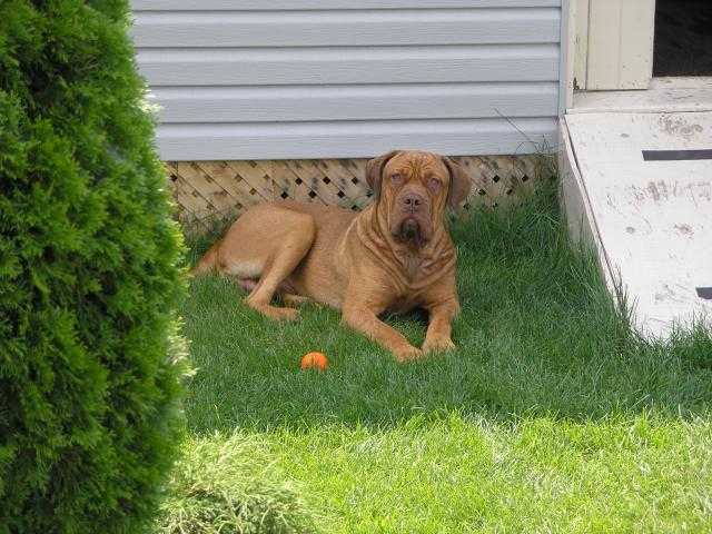 Dogue de bordeaux- Tyson - Dogue de Bordeaux