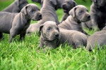 Blue Great Dane Puppies - Dogue Allemand (1 mois)
