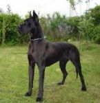 you - Dogue Allemand M&acirc;le (8 ans)