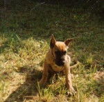 Djedai du Castel de la Michodi&egrave;re - Dogue Allemand M&acirc;le (3 mois)