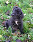 Layla - Dogue Allemand (3 mois)