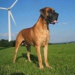 Gran Danes Marron - Dogue Allemand (3 ans)