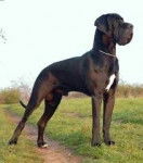 Gran Danes Marron Oscuro - Dogue Allemand (3 ans)