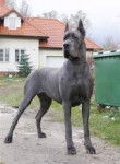 Gran Danes Gris Metalico - Dogue Allemand (3 ans)