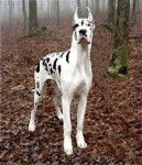 Lila - Dogue Allemand (1 an)