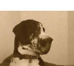 Elmo - Dogue Allemand M&acirc;le (2 ans)