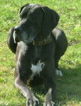 Virgin - Dogue Allemand (9 mois)