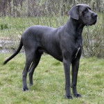 Salanto - Dogue Allemand M&acirc;le (1 an)