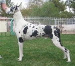 Sparky - Dogue Allemand M&acirc;le (5 ans)