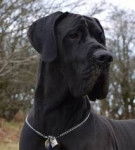 Nox - Dogue Allemand M&acirc;le (1 an)