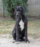 hipie - Dogue Allemand (4 mois)