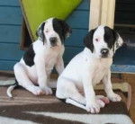 Big und Little - Dogue Allemand (8 mois)