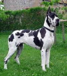 indiane - Dogue Allemand (4 ans)