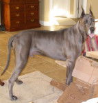 Crockett - Dogue Allemand M&acirc;le (1 an)