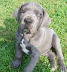 dogue allemand - Dogue Allemand