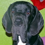 dogue allemand ARRY - Dogue Allemand