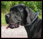 Dogue allemand A gueule d'amour! - Dogue Allemand