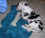 dogue allemand sacha - Dogue Allemand