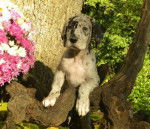 Dogue Allemand -- Fabiola - Dogue Allemand