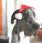 dogue allemand - Dogue Allemand