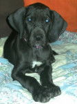 Elfy 2 mois - Dogue Allemand (2 mois)