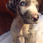 Roqueto - Dogue Allemand M&acirc;le (2 mois)