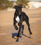 Photo Dogue Allemand