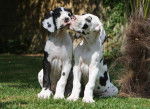 Deux jeunes Dogues Allemands se font un bisous