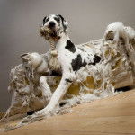 killer - Dogue Allemand M&acirc;le (3 ans)