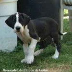 richard - Dogue Allemand M&acirc;le (4 mois)