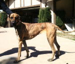 Dakota - Dogue Allemand (1 an)