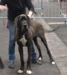 Gondor - Dogue Allemand M&acirc;le (8 mois)