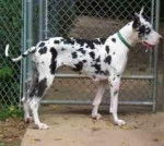 Topper a friend of Potter. - Dogue Allemand Mâle (4 ans)