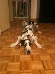 Topper a friend of Potter. laying down at our house - Dogue Allemand Mâle (3 ans)