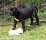 Potter - Dogue Allemand Mâle (3 mois)