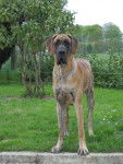 eden - Dogue Allemand (2 ans)