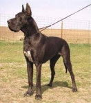 Hellsing - Dogue Allemand M&acirc;le (6 mois)