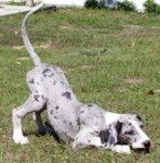 venessa - Dogue Allemand (9 mois)