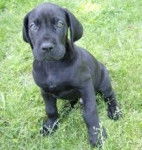 maya - Dogue Allemand (9 mois)