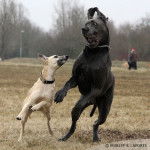 wow - Dogue Allemand (1 mois)