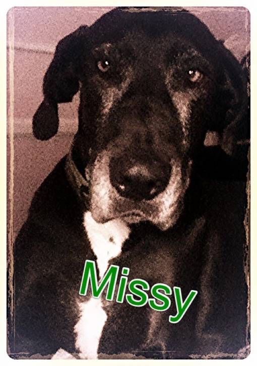 Missy! - Dogue Allemand (10 ans)