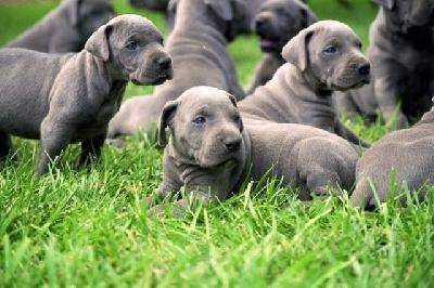 Blue Great Dane Puppies - Dogue Allemand (1 mois)