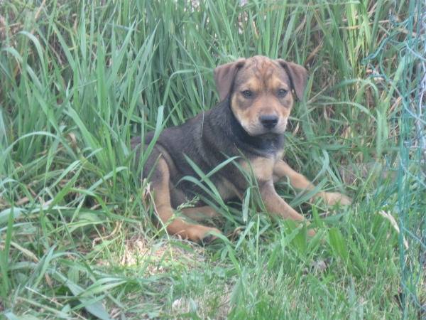 Puppies - Dogue Allemand (6 mois)