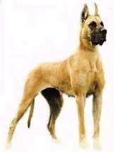 hachi - Dogue Allemand (2 ans)