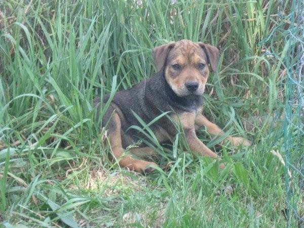 Ginger - Dogue Allemand (3 mois)