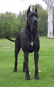 Gran Danes Negro - Dogue Allemand (3 ans)