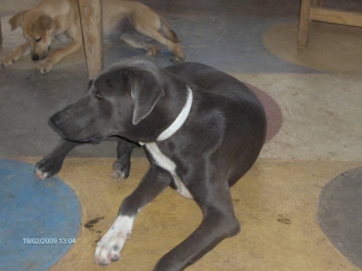 igor - Dogue Allemand Mâle (11 mois)