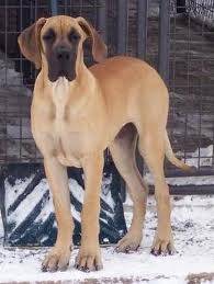 Bruno - Dogue Allemand Mâle (5 ans)
